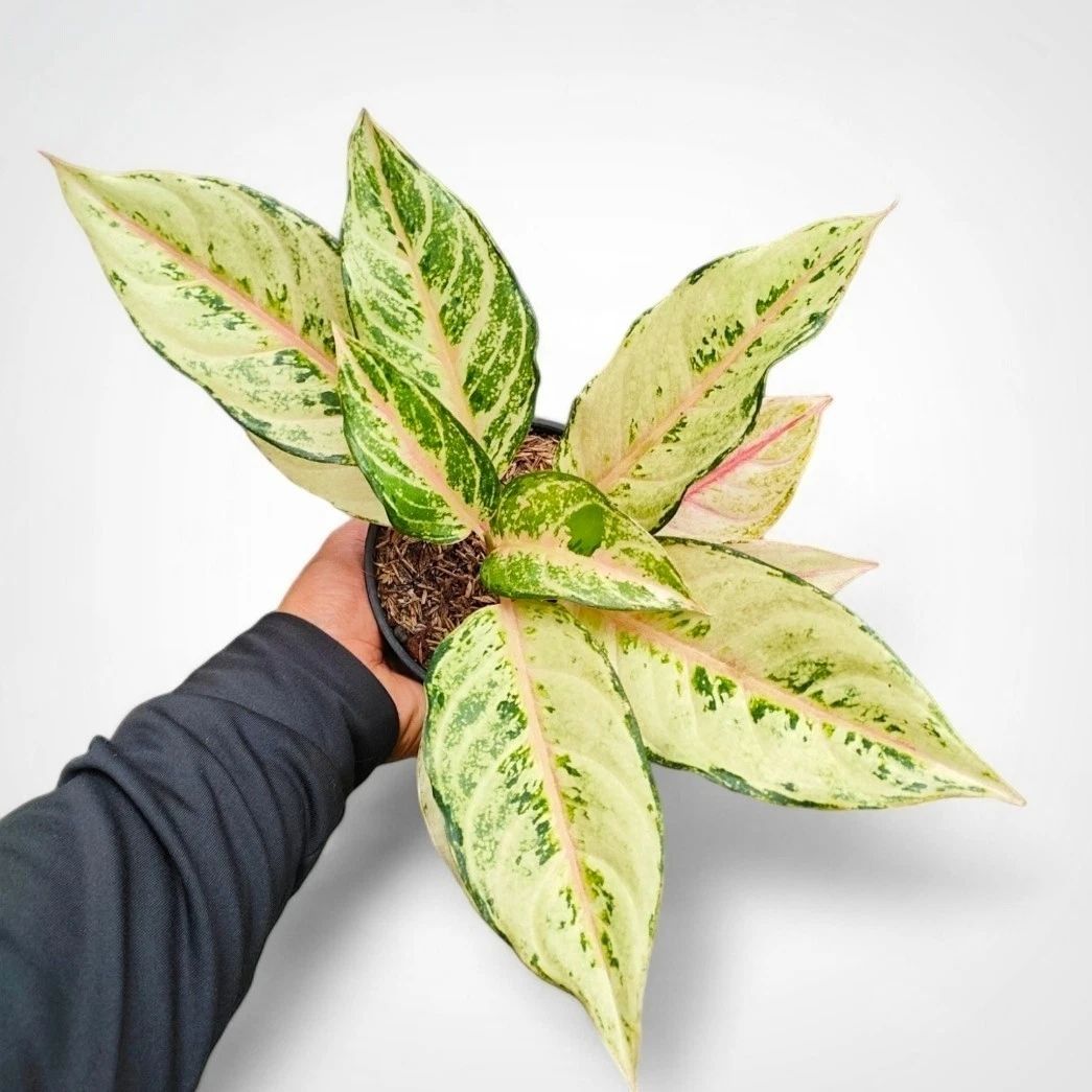 Aglaonema Cinderella unique plant tropical house