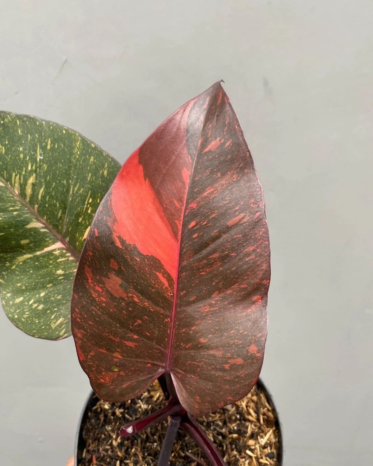 Philodendron orange princess galaxy Variegated rare variegated plant
